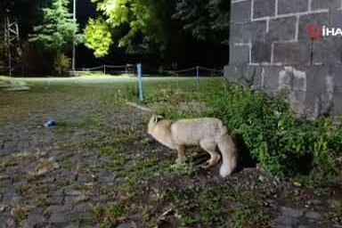 Tilkiyi bisküvi ile besledi, o anları kayda aldı