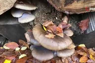 Bolu'da ormanlık alanlarda sonbahar güzelliği