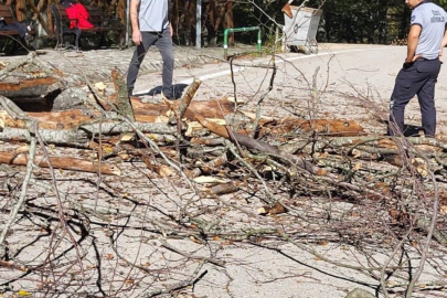 Bursa’da üzerine ağaç düşen işçi kurtarılamadı