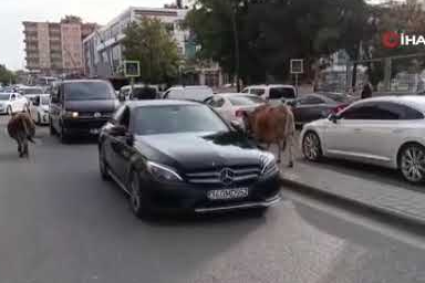 İnekler şehre indi, trafikte ilginç görüntüler oluştu