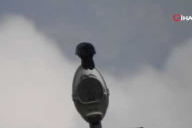 Kargaların unuttuğu cevizler ağaç oluyor