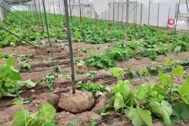 Mersin'de fırtına ve hortum seralara zarar verdi