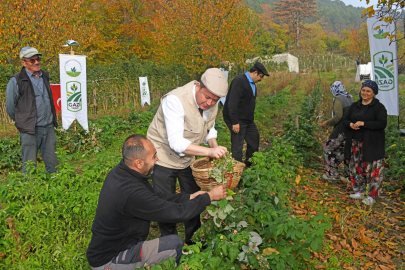 Osmangazi Belediyesi’nin organik tarım projesi meyve vermeye başladı