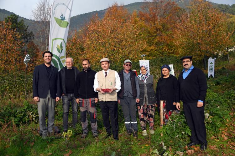 Osmangazi Belediyesi’nin organik tarım projesi meyve vermeye başladı - Bursa Hayat Gazetesi-5