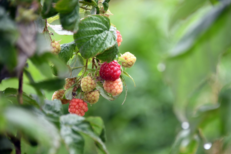 Osmangazi Belediyesi’nin organik tarım projesi meyve vermeye başladı - Bursa Hayat Gazetesi-3