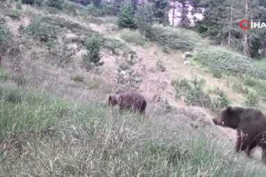 Anne ayı ve yavruları fotokapana yakalandı!
