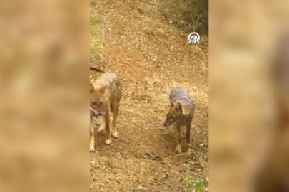 Uludağ’ın sessiz misafirleri: İki çakal kamerada!