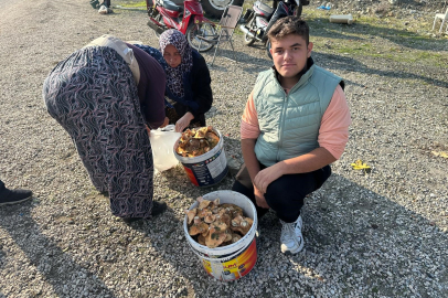 Büyükorhan’da mantar bereketi!