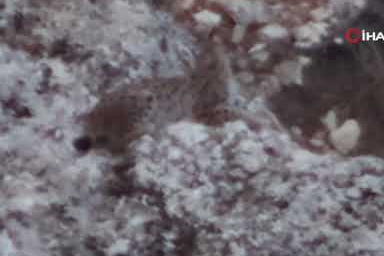 Tunceli’de vaşak görüntülendi