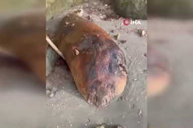 Sahile vuran sıradışı canlı merak uyandırdı!