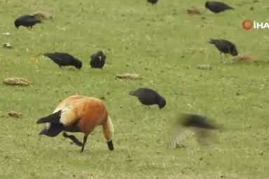 Ekşisu Sazlığı, 149 kuş türüne ev sahipliği yapıyor