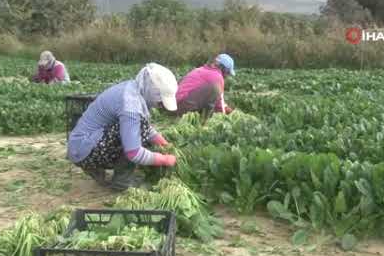 Kış sebzesi ıspanakta hasat bolluğu