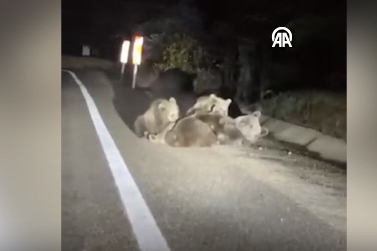 Bursa’da Uludağ yolunda nadir an!