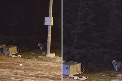 Kış uykusuna yatmayan ayılar Bursa’da yiyecek aradı