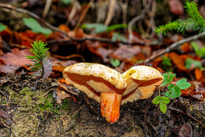 Bursa’da mantar faciası: 7 kişi zehirlenerek hastaneye başvurdu