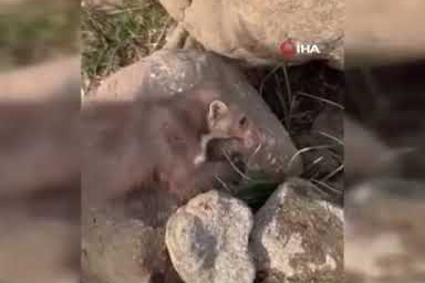 Diyarbakır'da bitkin halde bulunan gelincik, vatandaşlar tarafından görüntülendi