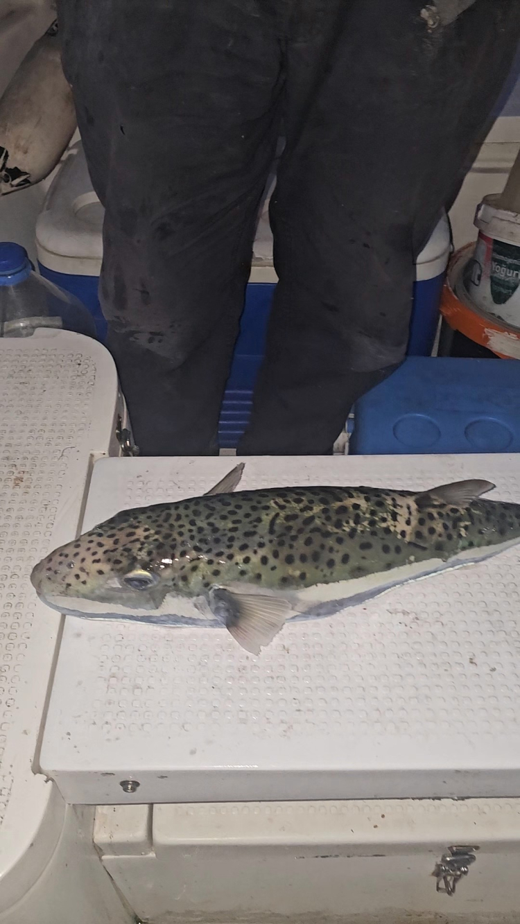 Marmara Denizi’nde kırmızı alarm: Benekli balon balığı görüldü!-Bursa Hayat Gazetesi-3