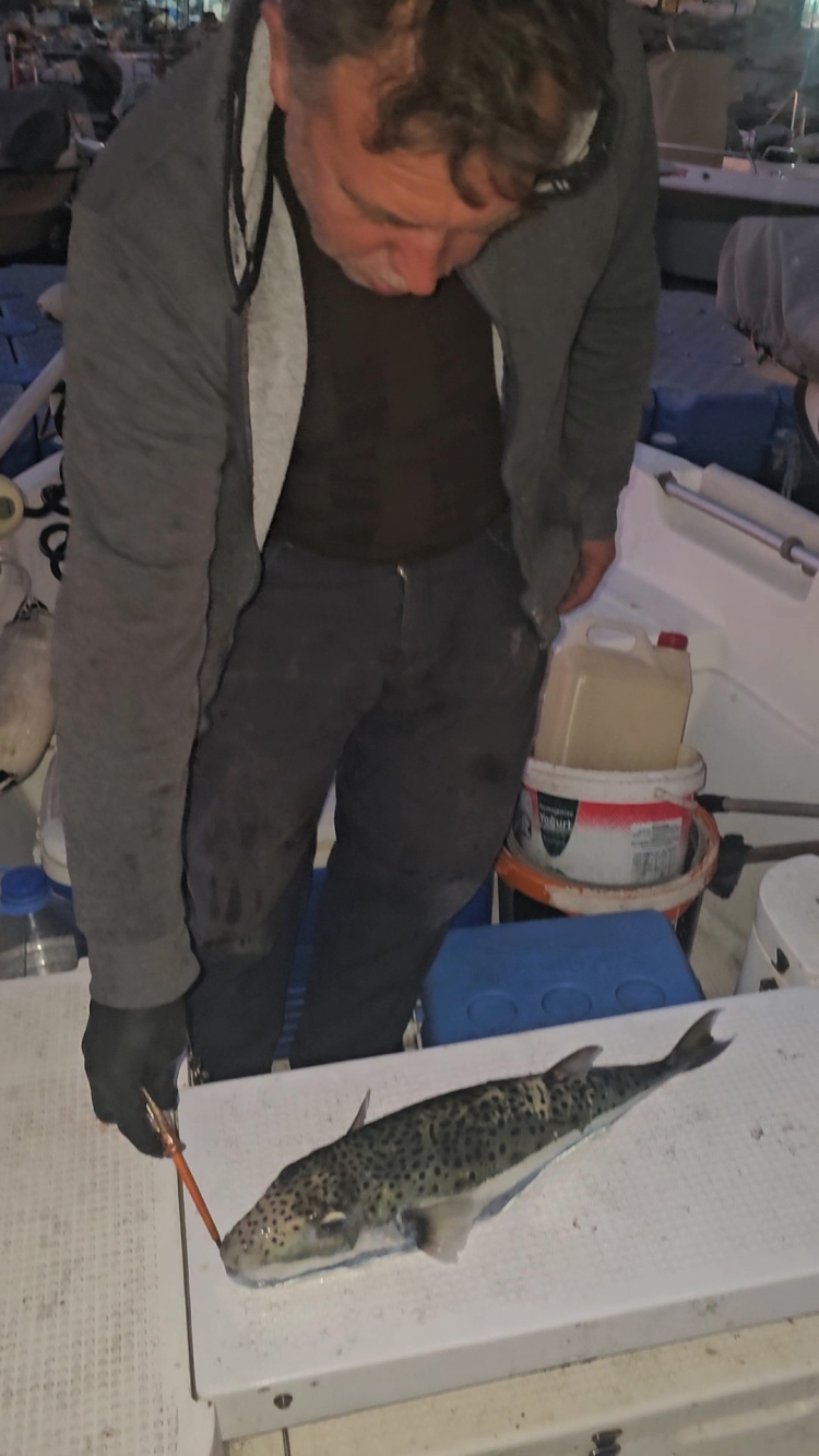 Marmara Denizi’nde kırmızı alarm: Benekli balon balığı görüldü!-Bursa Hayat Gazetesi-2