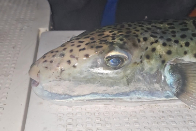 Marmara Denizi’nde kırmızı alarm: Benekli balon balığı görüldü!