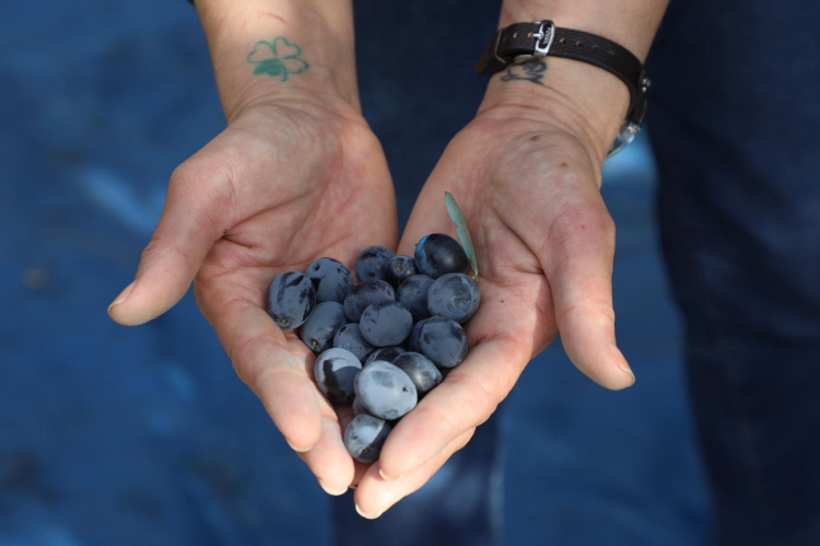 Mudanya’da “Zeytinine Dokun” hasat şenliği başladı - Bursa Hayat Gazetesi-2