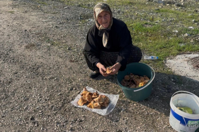 Bursa'da Melki mantarı mücadelesi
