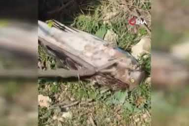 Korku dolu anlar! Yılanın boğazladığı kartalı kurtardı