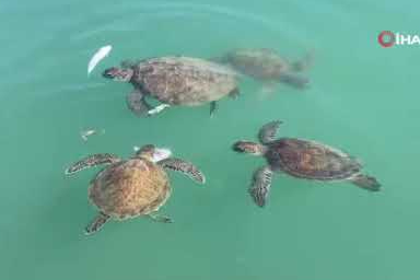 Balıkçıların dostu: Göç etmeyen caretta carettalar limanı mesken tuttu