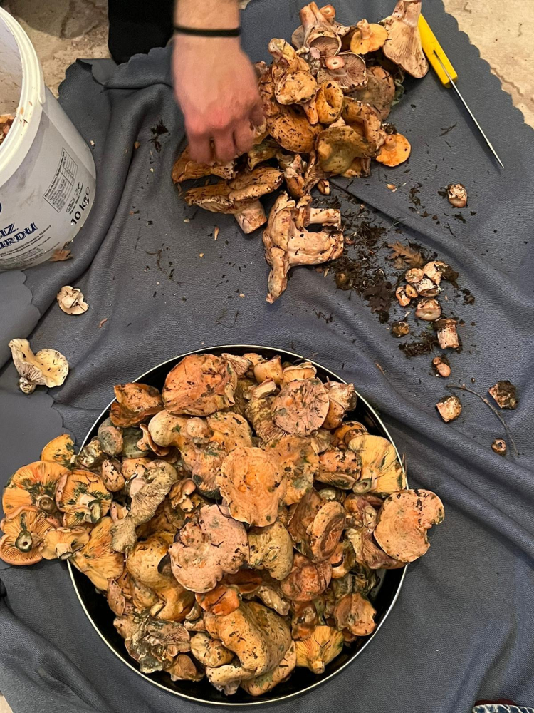 Çıntar mantarı sezonu açıldı: Faydalarıyla şaşırtıyor!-Bursa Hayat Gazetesi-6