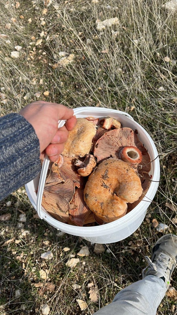 Çıntar mantarı sezonu açıldı: Faydalarıyla şaşırtıyor!-Bursa Hayat Gazetesi-2