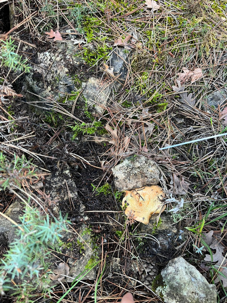 Çıntar mantarı sezonu açıldı: Faydalarıyla şaşırtıyor!-Bursa Hayat Gazetesi-3