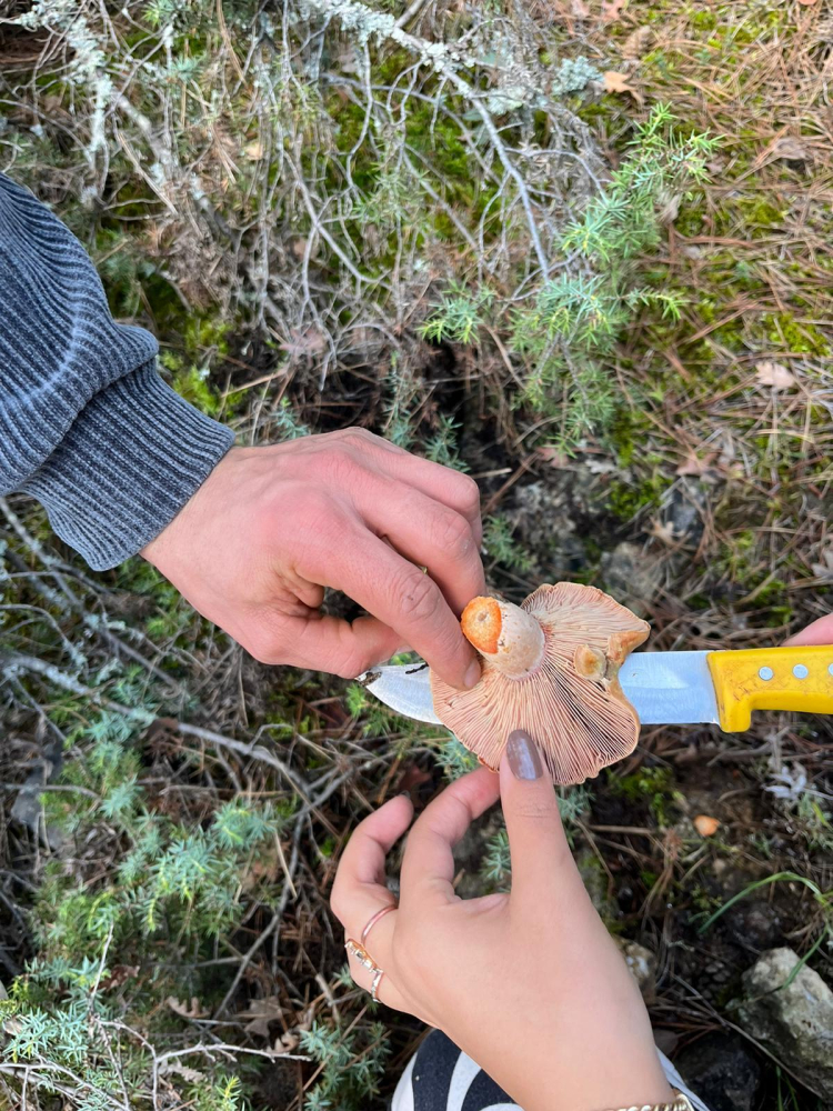 Çıntar mantarı sezonu açıldı: Faydalarıyla şaşırtıyor!-Bursa Hayat Gazetesi-5