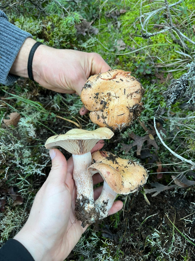 Çıntar mantarı sezonu açıldı: Faydalarıyla şaşırtıyor!-Bursa Hayat Gazetesi-5