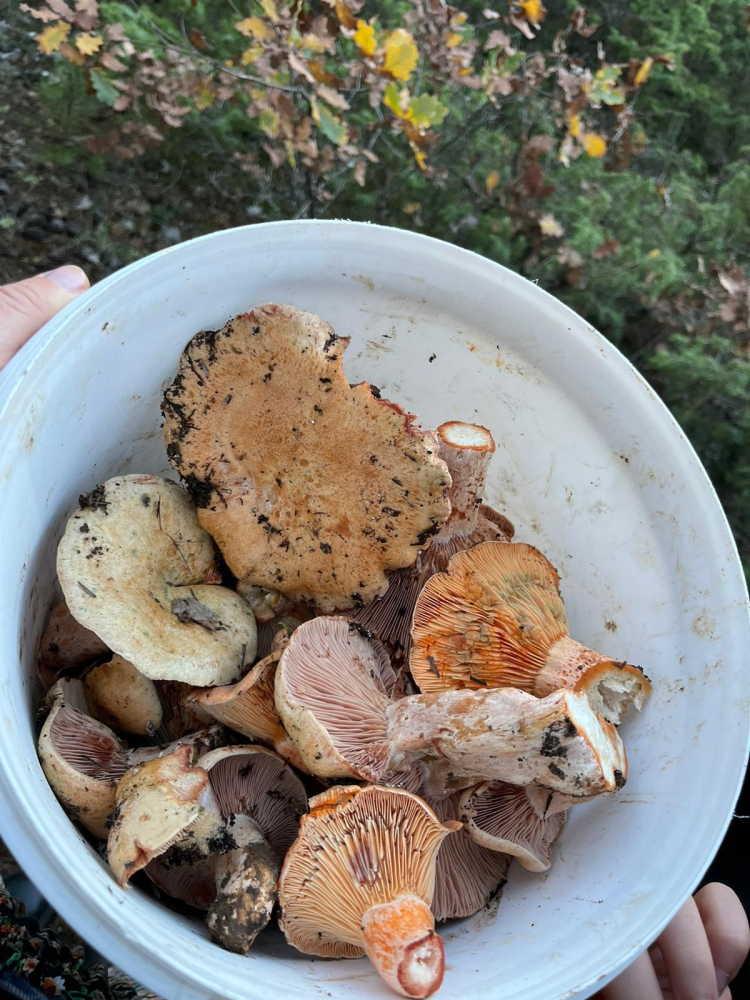 Çıntar mantarı sezonu açıldı: Faydalarıyla şaşırtıyor!-Bursa Hayat Gazetesi-7