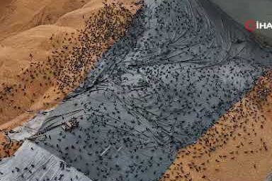 Güvercinler için adeta açık büfe