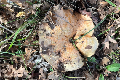 Çıntar mantarı sezonu açıldı: Faydalarıyla şaşırtıyor!