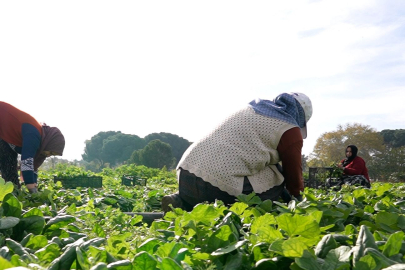 Osmangazi Belediyesi’nden doğal üretim hamlesi!