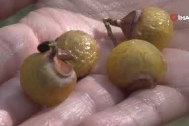 Doğal ve çevreci temizlik ürünleri için sabun cevizi üretimi başladı