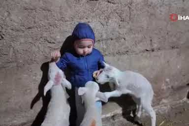 Kuzuların arasında kalan minik Yusuf’un tatlı halleri gülümsetti