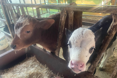 Türkiye'de hayvancılık alarm veriyor!