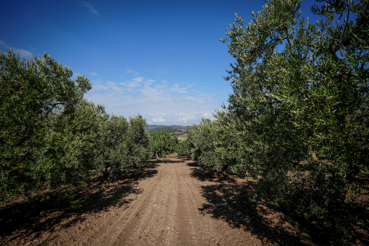 Bursa’da kuraklık tarımı vurdu: Kalite ve verimde büyük düşüş!-Bursa Hayat Gazetesi-6