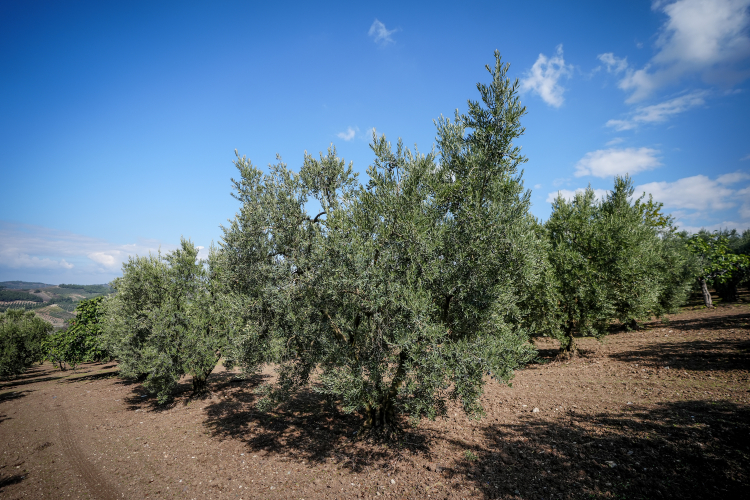 Bursa’da kuraklık tarımı vurdu: Kalite ve verimde büyük düşüş!-Bursa Hayat Gazetesi-5