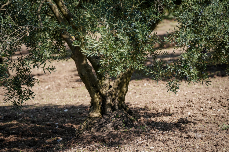 Bursa’da kuraklık tarımı vurdu: Kalite ve verimde büyük düşüş!-Bursa Hayat Gazetesi-2