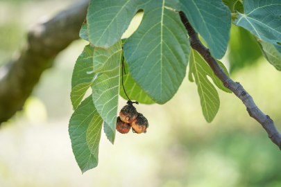 Bursa’da kuraklık tarımı vurdu: Kalite ve verimde büyük düşüş!