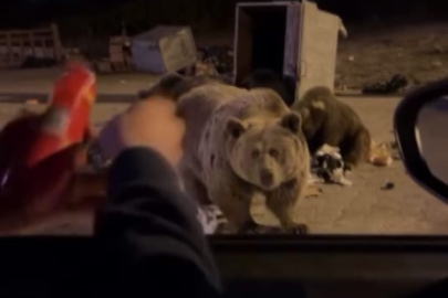 Bursa Uludağ'da tehlikeli anlar! Ayı saldırısına uğradı