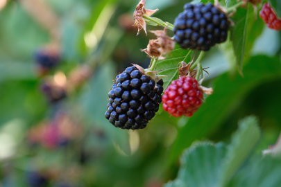 Bursa’da fide ve fidan desteği için son başvuru günleri