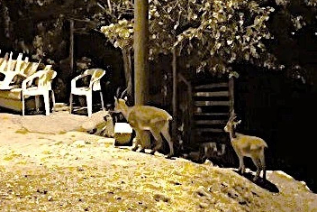 Dağ keçileri evlerin arasında yemek aradı!