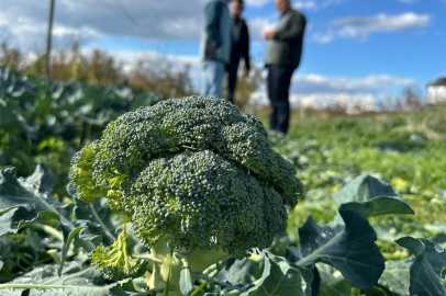 İznik’ten çıkan brokoli Bursa’da 14 katına satılıyor!