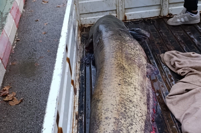 İznik Gölü'nde 65 kiloluk dev yayın balığı yakaladı!