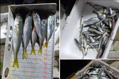 Bursa’da yasal boy altı istavrite el konuldu