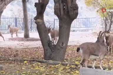 Tunceli’de yaban keçileri çocuk parkına indi